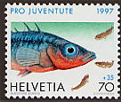 vedi quartina